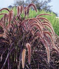 Ornamental Grasses